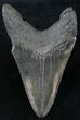 Fossil Megalodon Tooth - South Carolina #23745-1